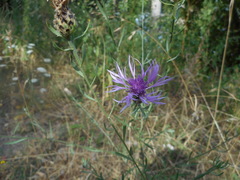 Centaurea arrigonii
