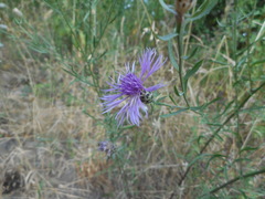 Centaurea arrigonii