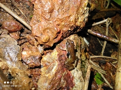 Minervarya sahyadris