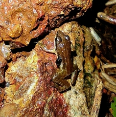 Minervarya sahyadris