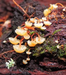 Xeromphalina leonina