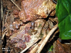 Minervarya sahyadris