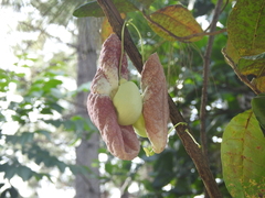 Aristolochia gigantea
