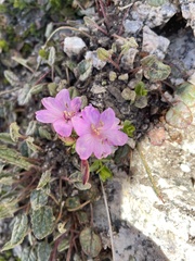 Epilobium obcordatum