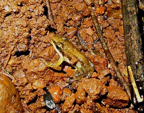 Minervarya frog, Minervarya sahyadris