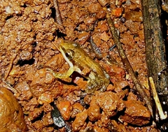 Minervarya sahyadris