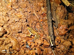 Minervarya sahyadris