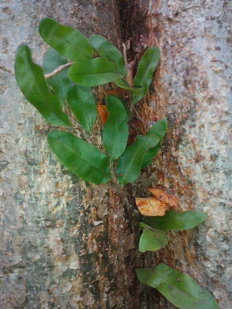 Microgramma nitida