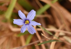 Sisyrinchium funereum
