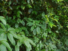 Asystasia dalzelliana