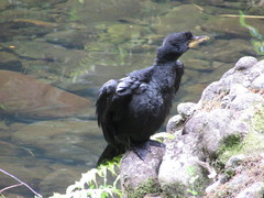 Little Pied Cormorant photo 5