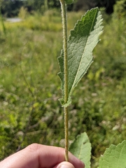 Parthenium auriculatum