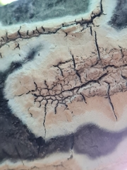 Cylindrobasidium evolvens