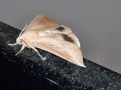 Ophisma gravata