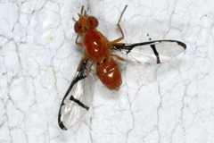 Xanthacrona phyllochaeta