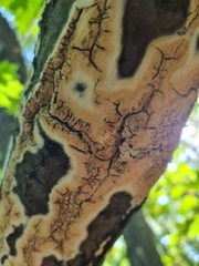 Cylindrobasidium evolvens