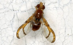 Xanthacrona tuberosa