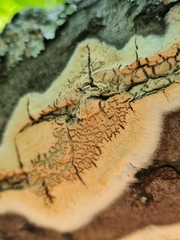 Cylindrobasidium evolvens