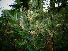 Salix caesia