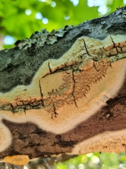 Cylindrobasidium evolvens