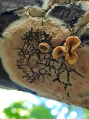 Cylindrobasidium evolvens