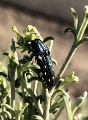 Agrilus walsinghami