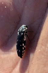 Agrilus walsinghami