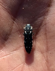 Agrilus walsinghami