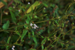 Boerhavia repens