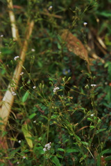 Boerhavia repens