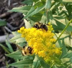 Bombus flavidus