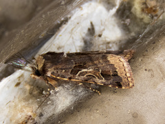 Cerastis enigmatica