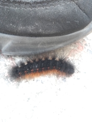 Estigmene acrea