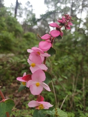Begonia bulbillifera