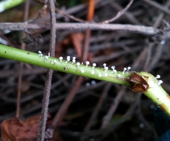 Didymium squamulosum