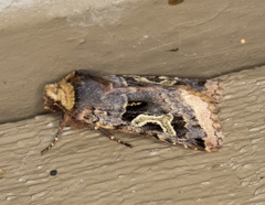 Cerastis enigmatica