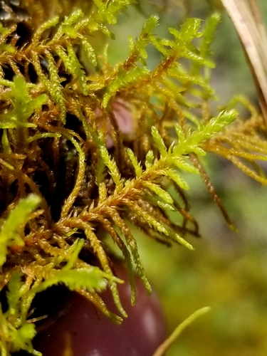 Dirvoninė kėnutė nuotrauka