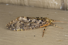 Himalopsyche phryganea