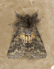 Gluphisia severa