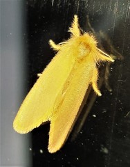 Euproctis crocea