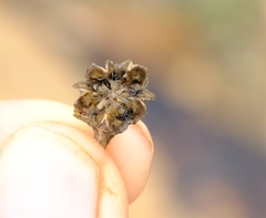 Antimima komkansica