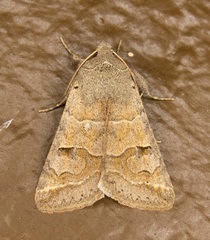 Cissusa indiscreta