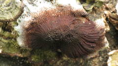 Stemonitis splendens