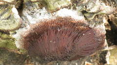 Stemonitis splendens