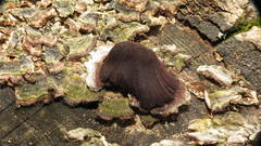 Stemonitis splendens