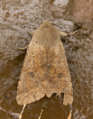 Orthosia pacifica