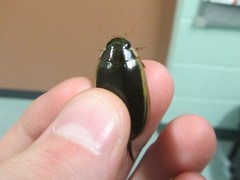 Cybister tripunctatus