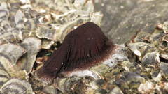 Stemonitis splendens