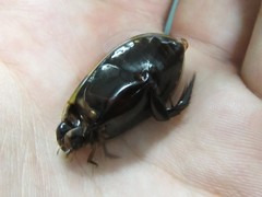 Cybister tripunctatus