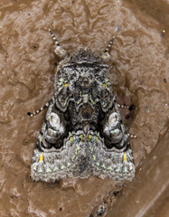 Behrensia conchiformis